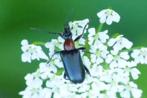 Dinoptera collaris